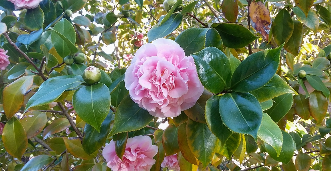 Camellia flower bush