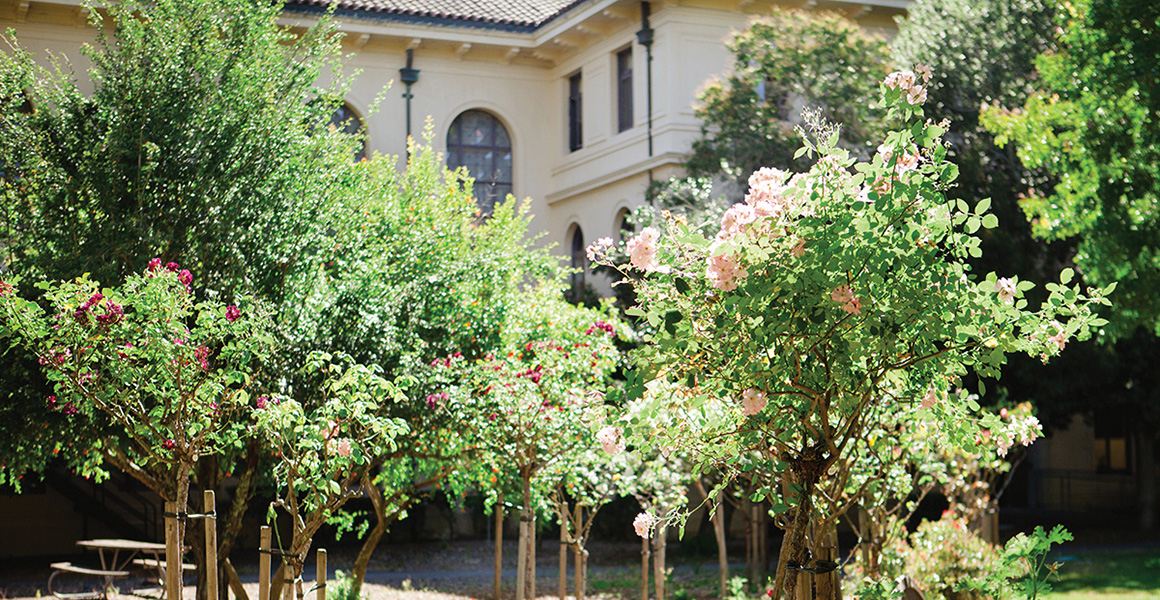 Rose bushes in bloom on a path at Dominican University with Guzman Hall in the background.