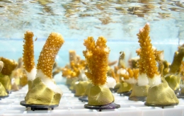 Protecting Coral Reefs