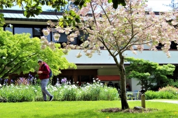 springtime cherry blossoms outside alemany library