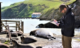 photo of Wyatt Walsh '21 recording data for elephant seals research at Point Reyes National Seashore