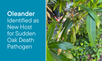 Close-up of oleander plant with green and brown leaves next to teal background with text.  Transcribed Text:  Oleander Identified as New Host for Sudden Oak Death Pathogen.