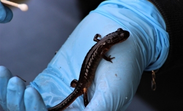 Close Up photo of a dark salamander held in baby blue surgical glove worn by student