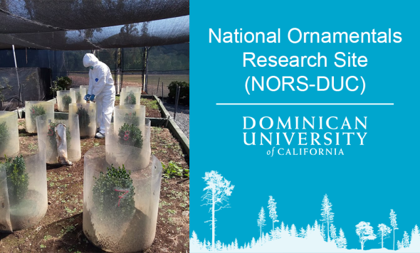 Photo of Dr. Nilwala Abeysekara, NORS-DUC laboratory manager, in white Hazmat-like suit inoculating boxwood plants with a pathogenic fungus in Dominican's NORS-DUC facility with graphic on blue background on right identifying NORS-DUC