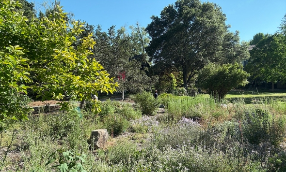 Pollinator Garden, Dominican University of California