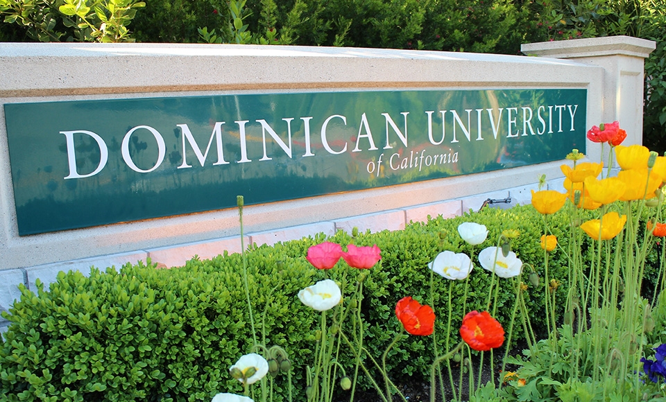 Colorful Icelandic poppies in full bloom growing in front of the Dominican University of California street sign