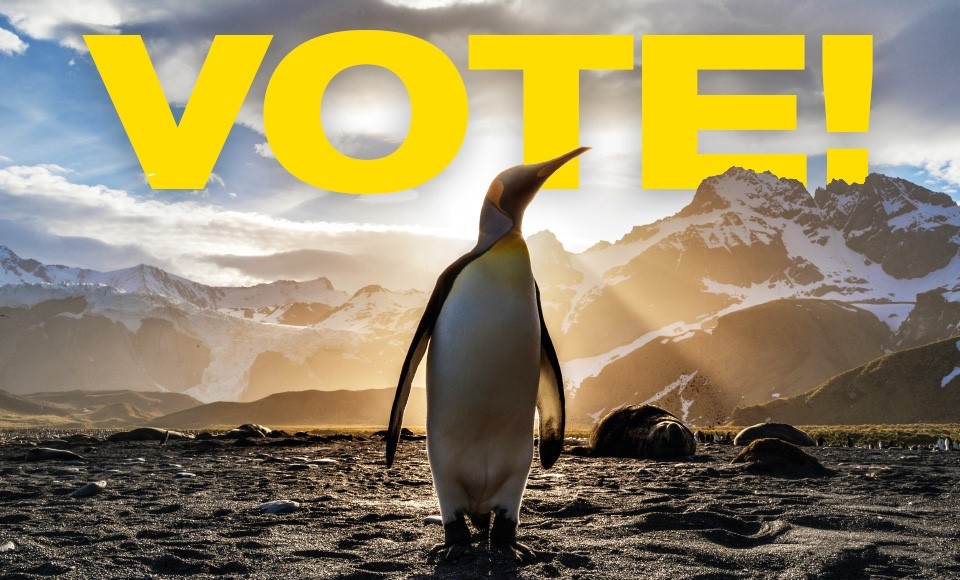 Image of penguin with words "VOTE" in background for news story on Penguin Chats